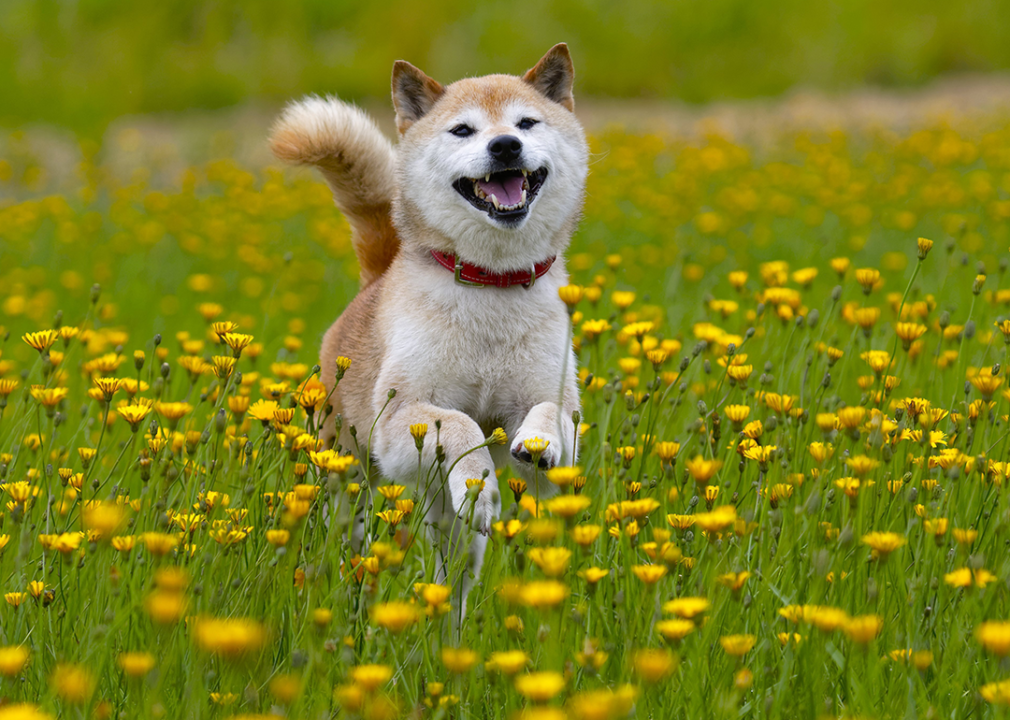 #13. Shiba inu